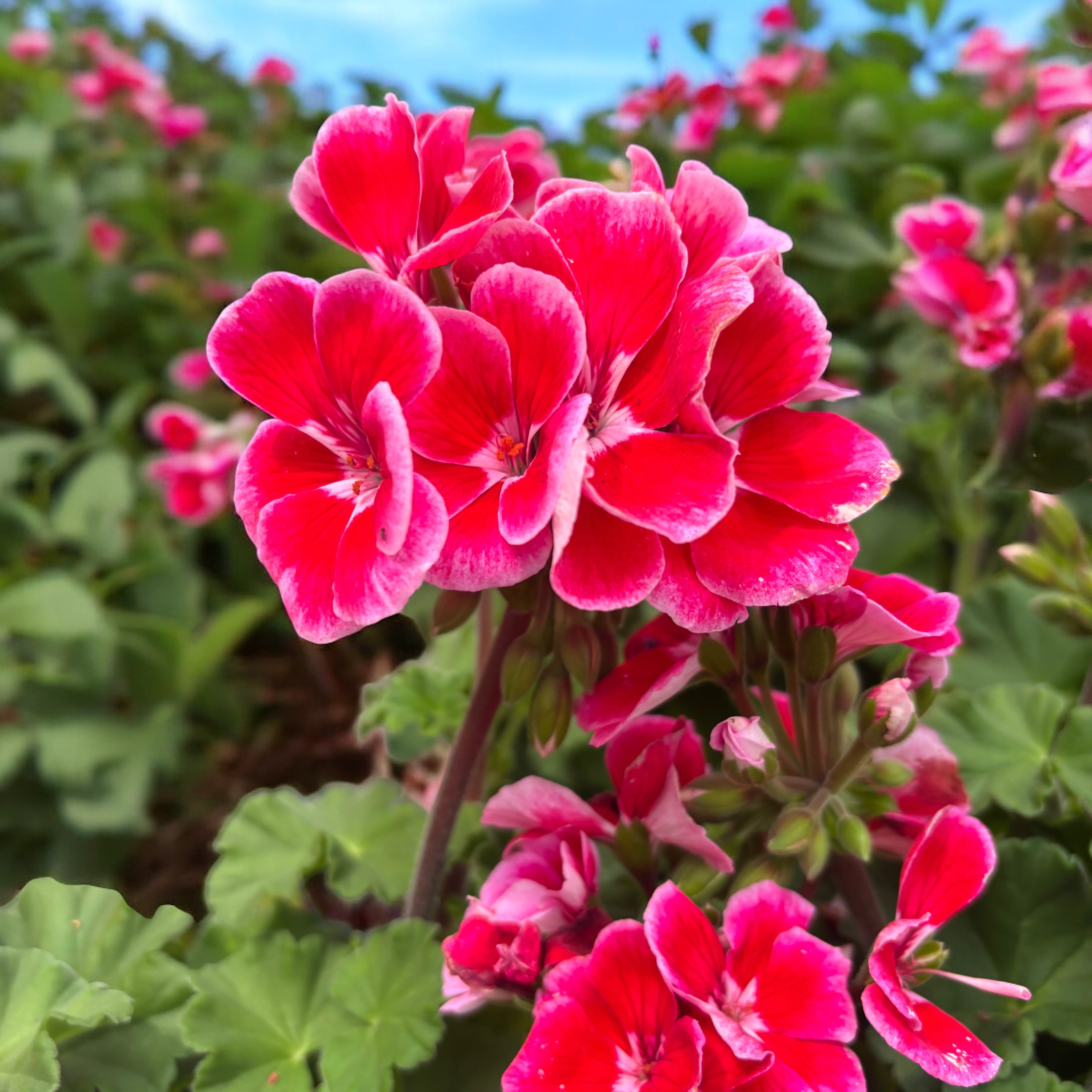 Pelargonium (Zonale Grp) ‘Ylenia’ - muscate XL