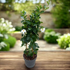 Mandevilla Diamantina® Jade White - dipladenia alba