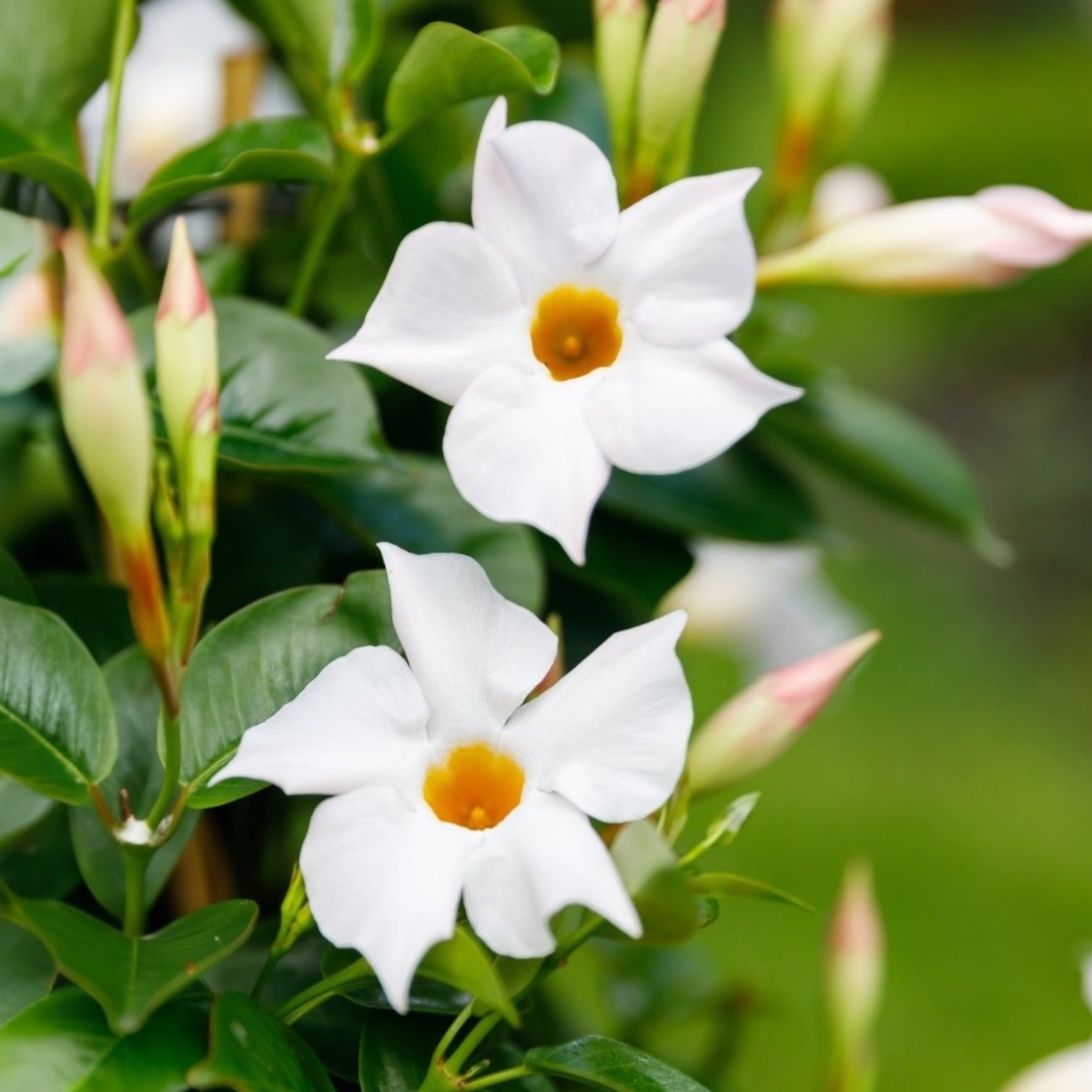 Mandevilla Diamantina® Jade White - dipladenia alba
