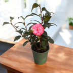 Camellia japonica 'Spring Formal' * floarea dubla roz (rezistenta la inghet)