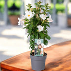 Mandevilla Diamantina® Jade White - dipladenia alba