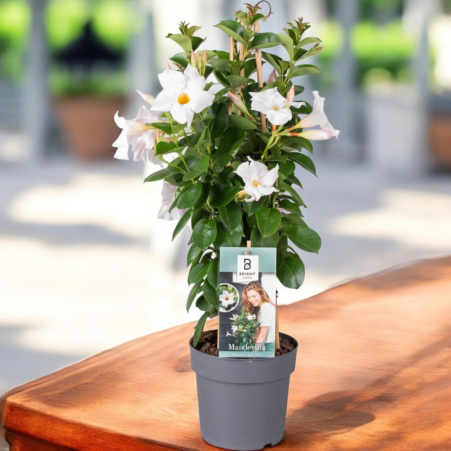 Mandevilla Diamantina® Jade White - dipladenia alba