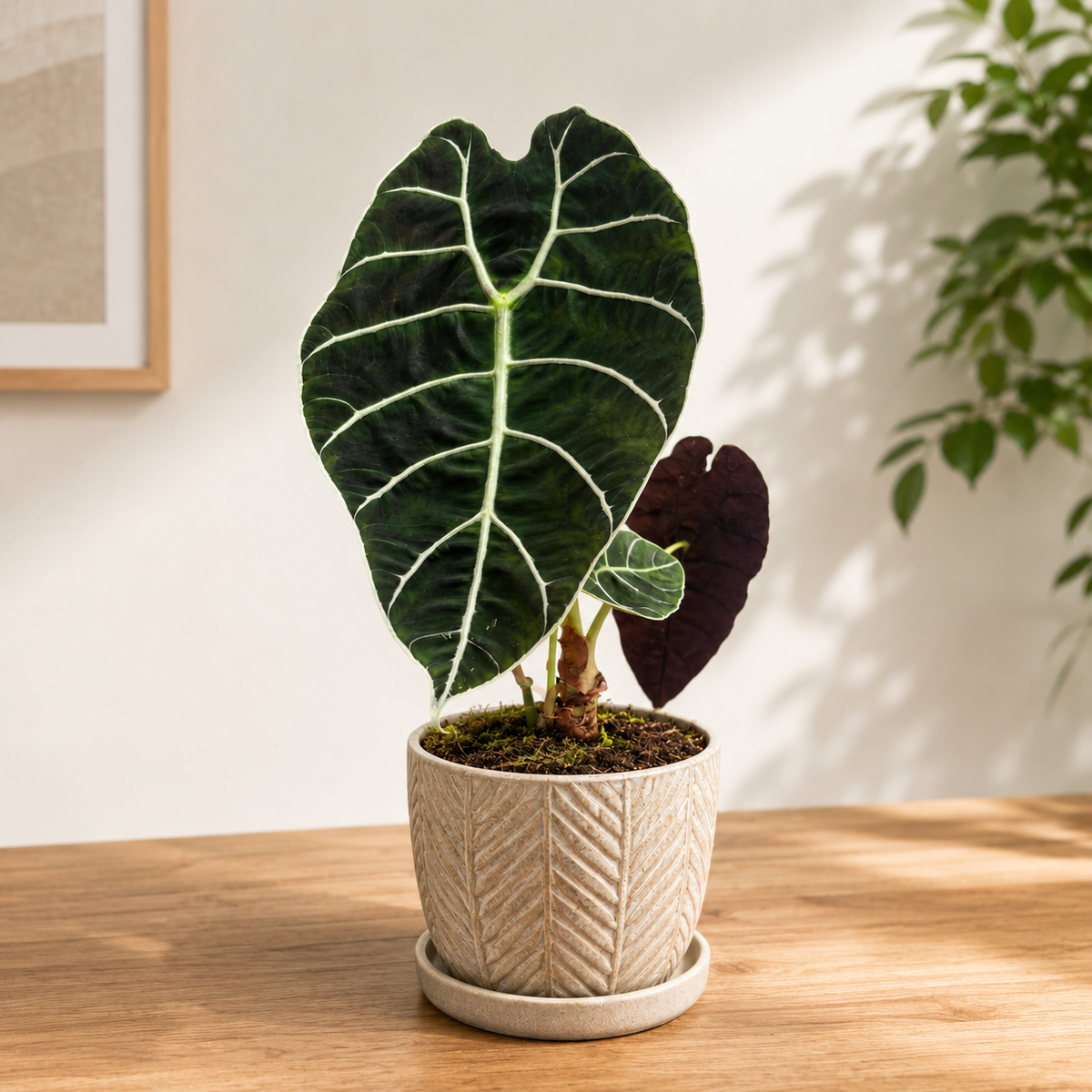 Alocasia ‘Watsoniana’ – tropical elegance with impressive leaves and metallic green reflections