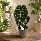 Alocasia ‘Watsoniana’ – tropische Eleganz mit imposanten Blättern und metallisch grünen Reflexen