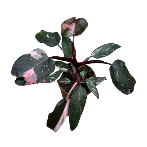 Philodendron 'Pink Princess' D12