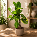 Ficus altissima 'Yellow Gem' - Variegated ficus with lime-green leaves