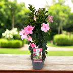 Sundaville® Cream Pink ‘Sunparapibra’ - Dipladenia cu flori duble crem-roz