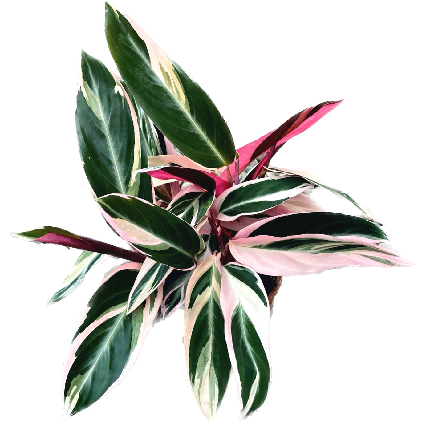 Calathea Triostar (Stromanthe Sanguinea Triostar) D14
