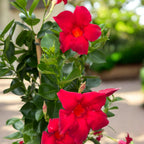 Sundaville® Classic Red ‘Sunmandecrim’ - Dipladenia rosie cu flori spectaculoase