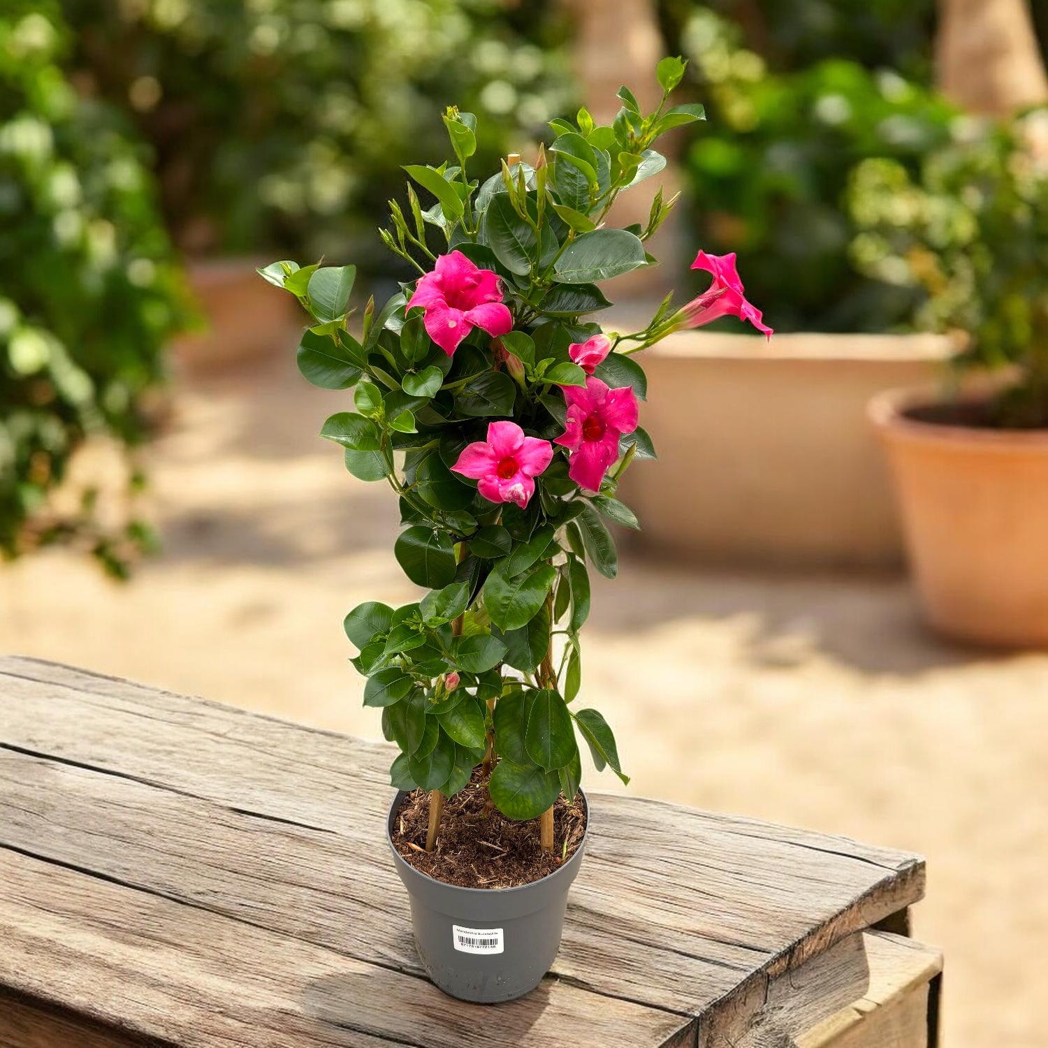 Sundaville® Classic Pink ‘Sunmandecripi’ - Dipladenia roz intens cu inflorire spectaculoasa