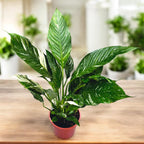 Spathiphyllum 'Diamond Variegata'