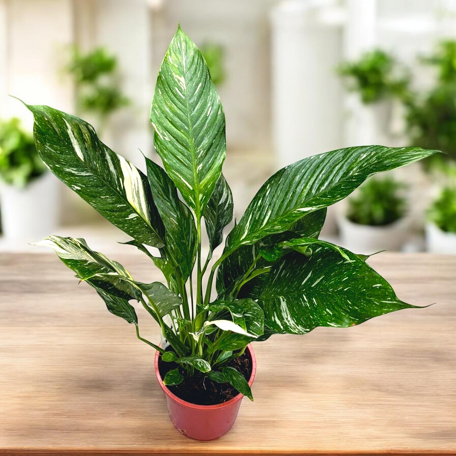 Spathiphyllum 'Diamond Variegata'