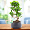 Bonsai Ficus Ginseng 60 cm in forma de S - bonsai cu trunchi spectaculos