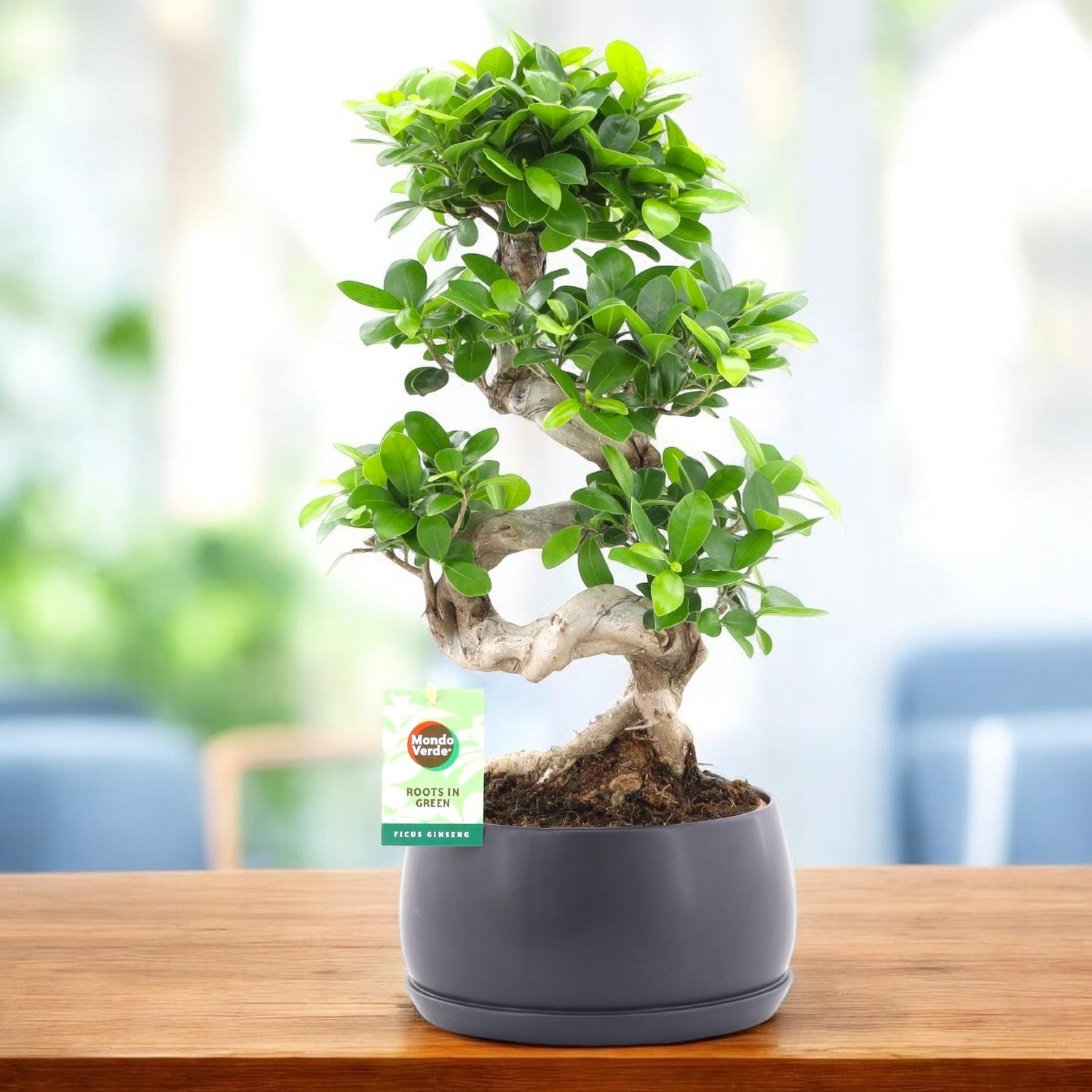 Bonsai Ficus Ginseng 60 cm in forma de S - bonsai cu trunchi spectaculos