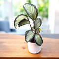 Calathea picturata ‘Argentea’ – plant with silver leaves and green edges