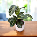Calathea ‘Maui Queen’ - elegant foliage with silver pattern