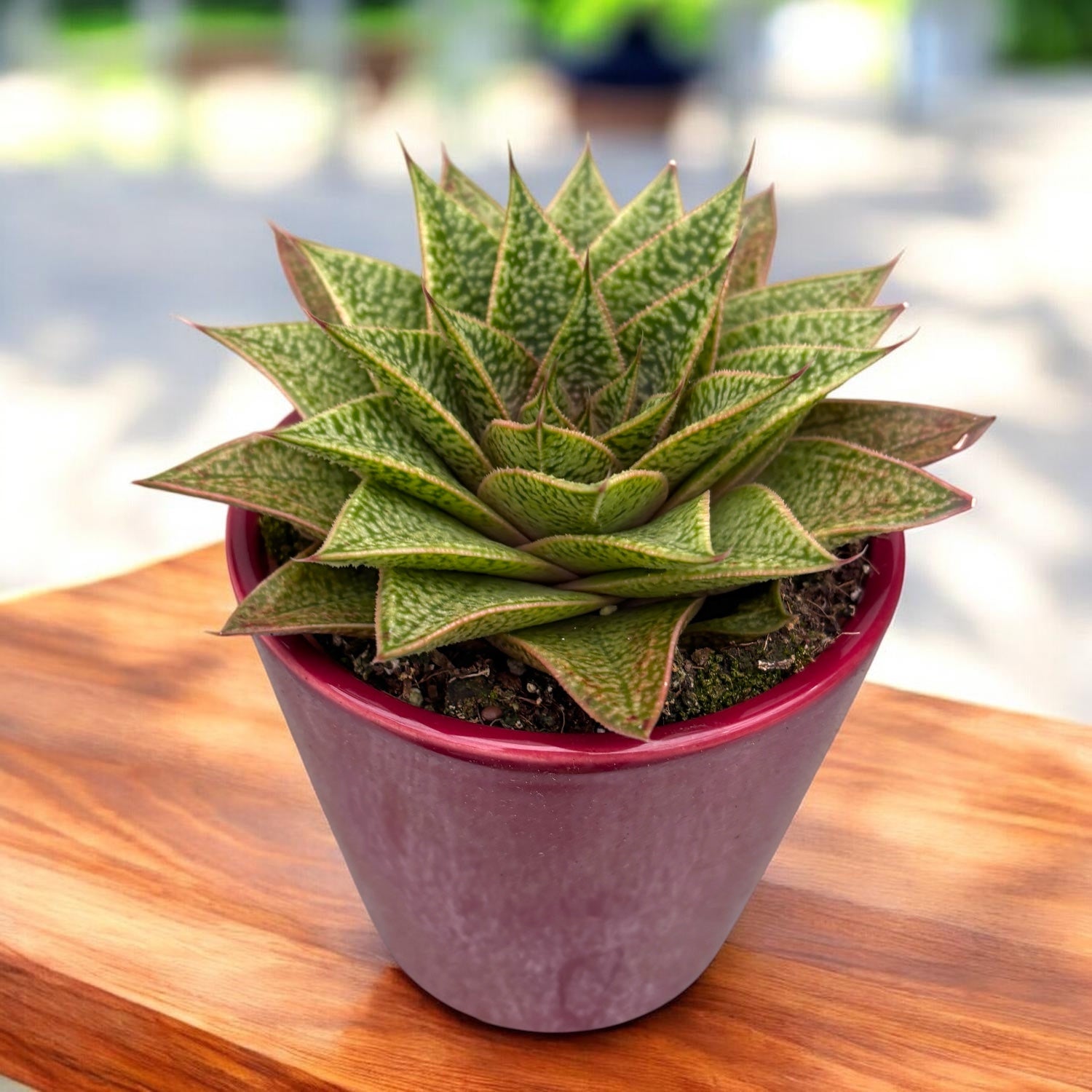 Gasteria ‘D Tiga’ - suculenta compacta cu rozeta perfecta