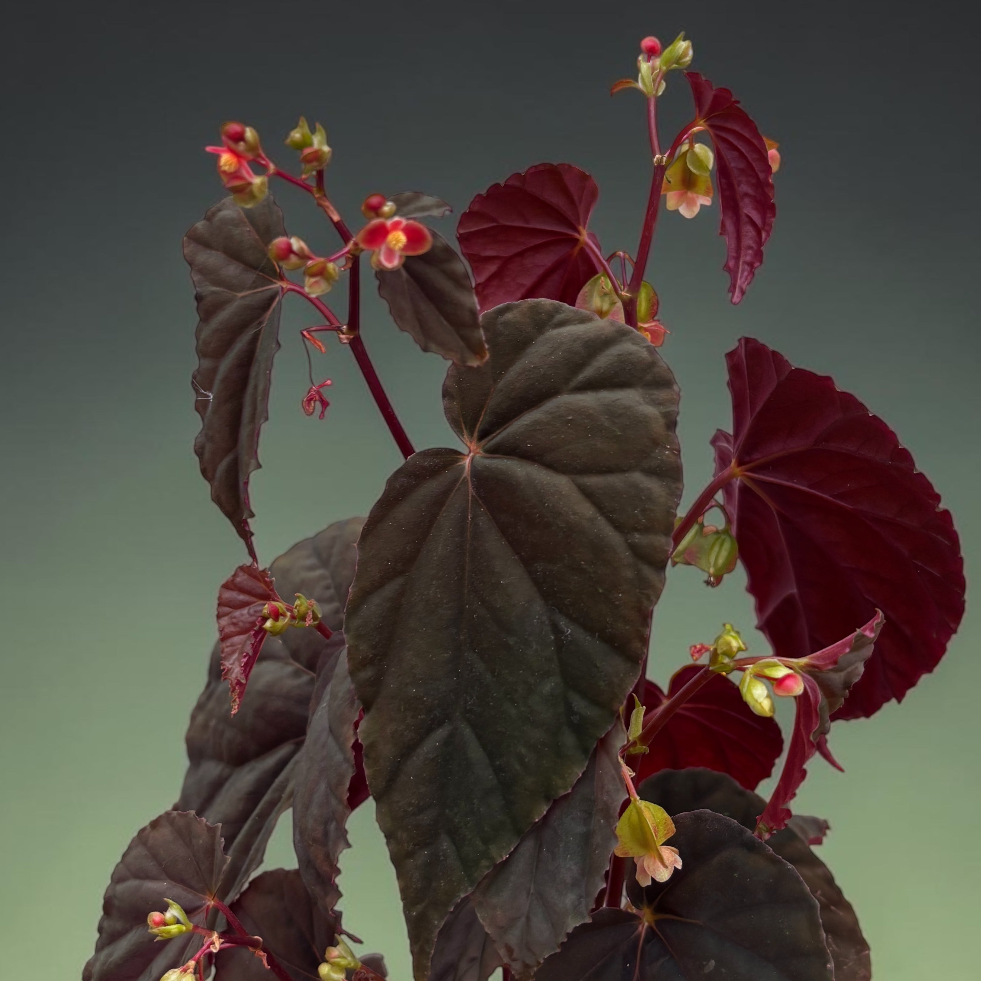 Begonia sp. Black Bloodie