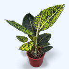 Dieffenbachia Reflector (Feng Shui Pflanze)