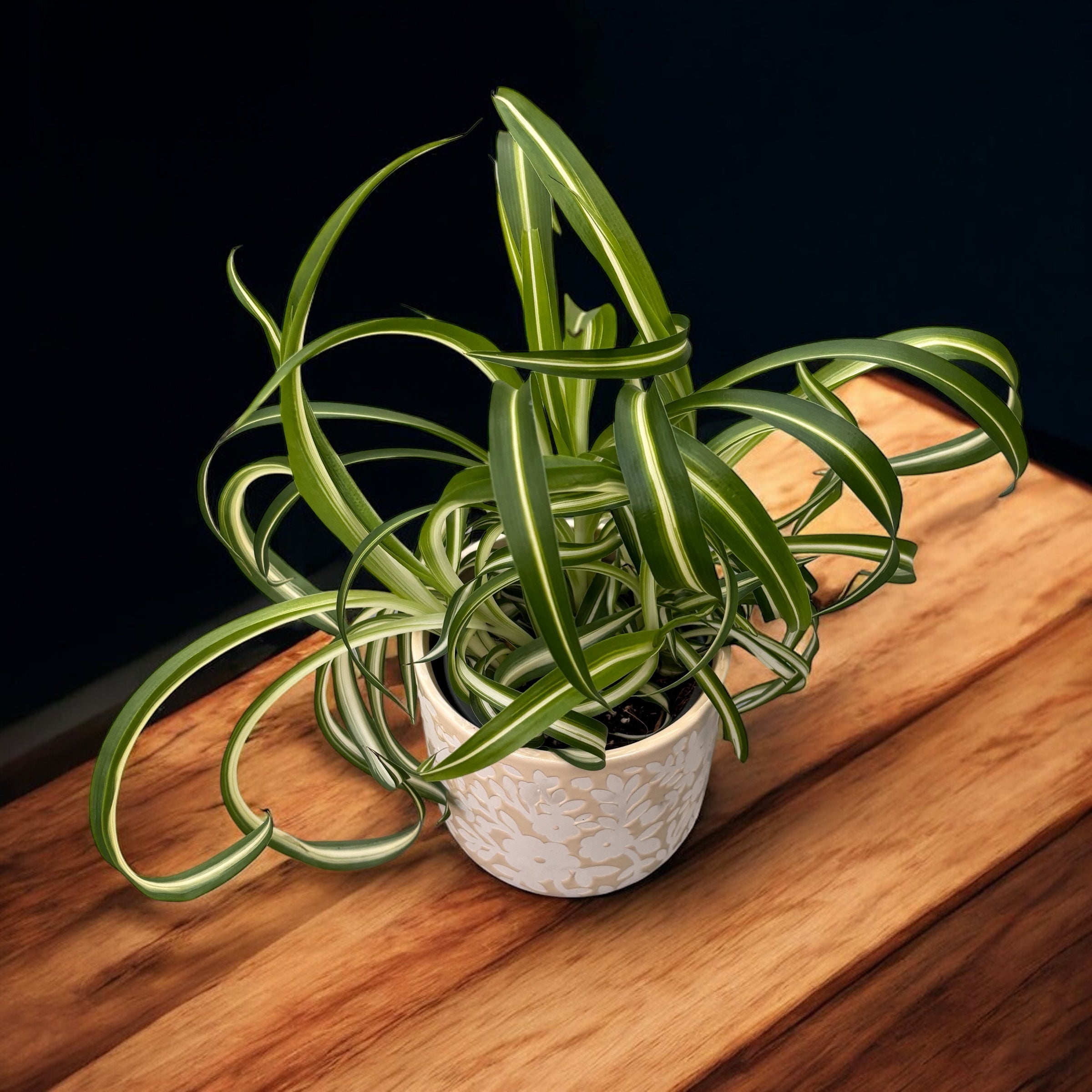 chlorophytum comosum cuidados Chlorophytum comosum 'Bonnie'