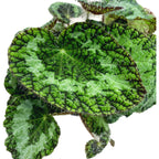 Begonia sizemoreae – begonie rara, cu frunzis catifelat si reflexe metalice