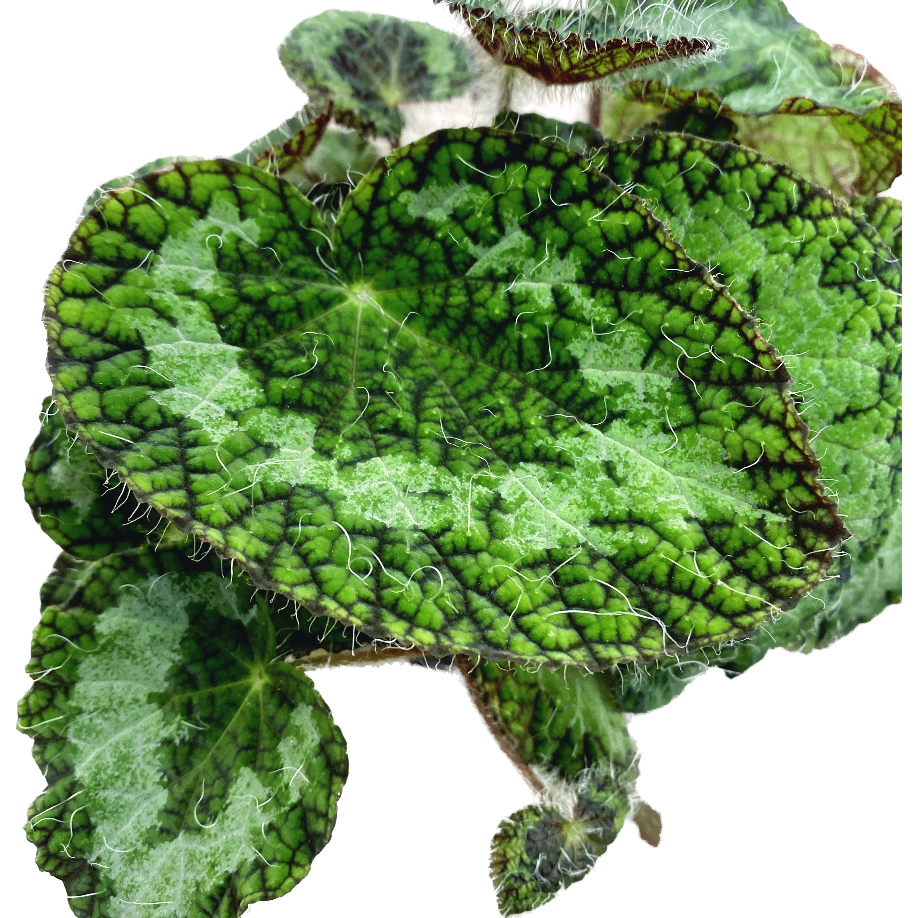 Begonia sizemoreae – begonie rara, cu frunzis catifelat si reflexe metalice