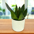 Sansevieria 'Black Diamond' D12