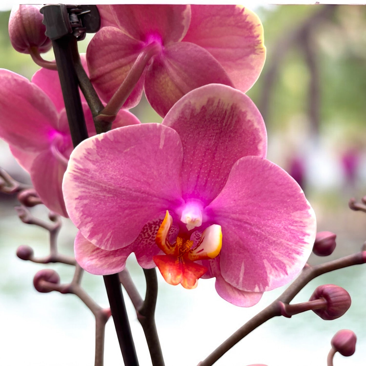Phalaenopsis Limited