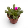 Frithia pulchra (dita di bambino)