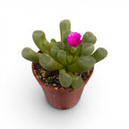 Frithia pulchra (dita di bambino)