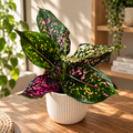 Aglaonema 'Pink Leopard'