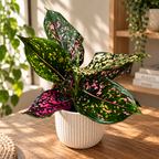 Aglaonema 'Pink Leopard'