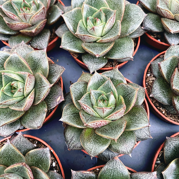 Echeveria purpusorum