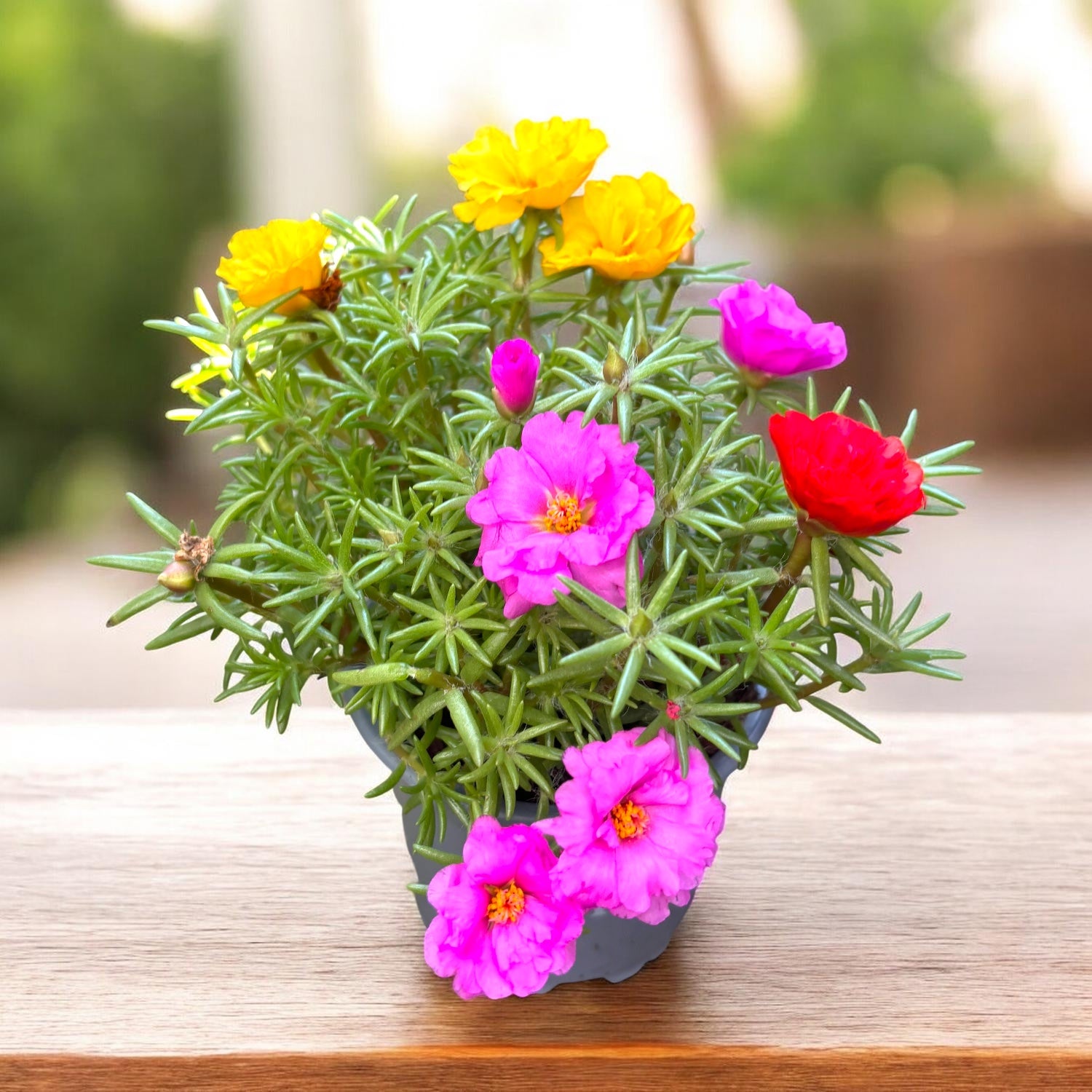 Portulaca cu flori duble mix – floarea de piatra, inflorire abundenta si rezistenta la seceta