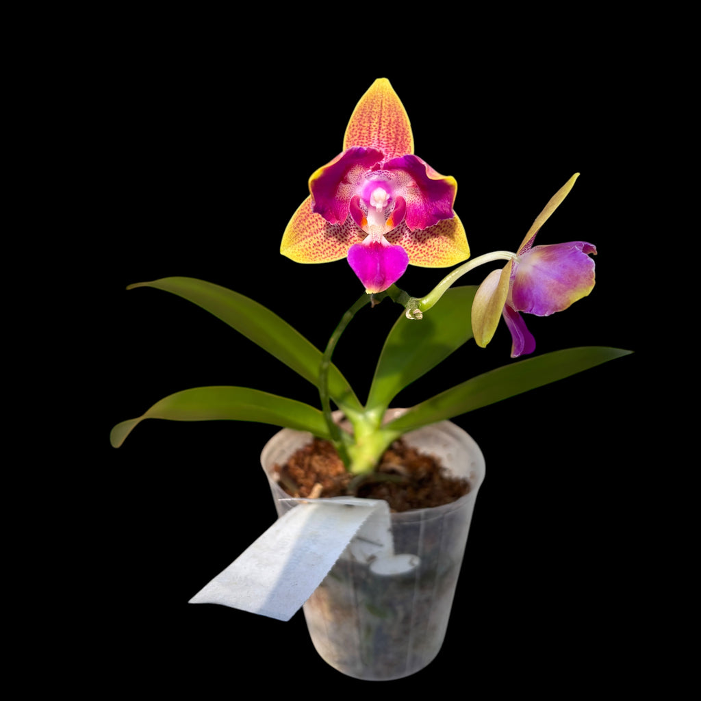 Phalaenopsis Miki Golden Sand 'Mouse' (peloric) *parfumat