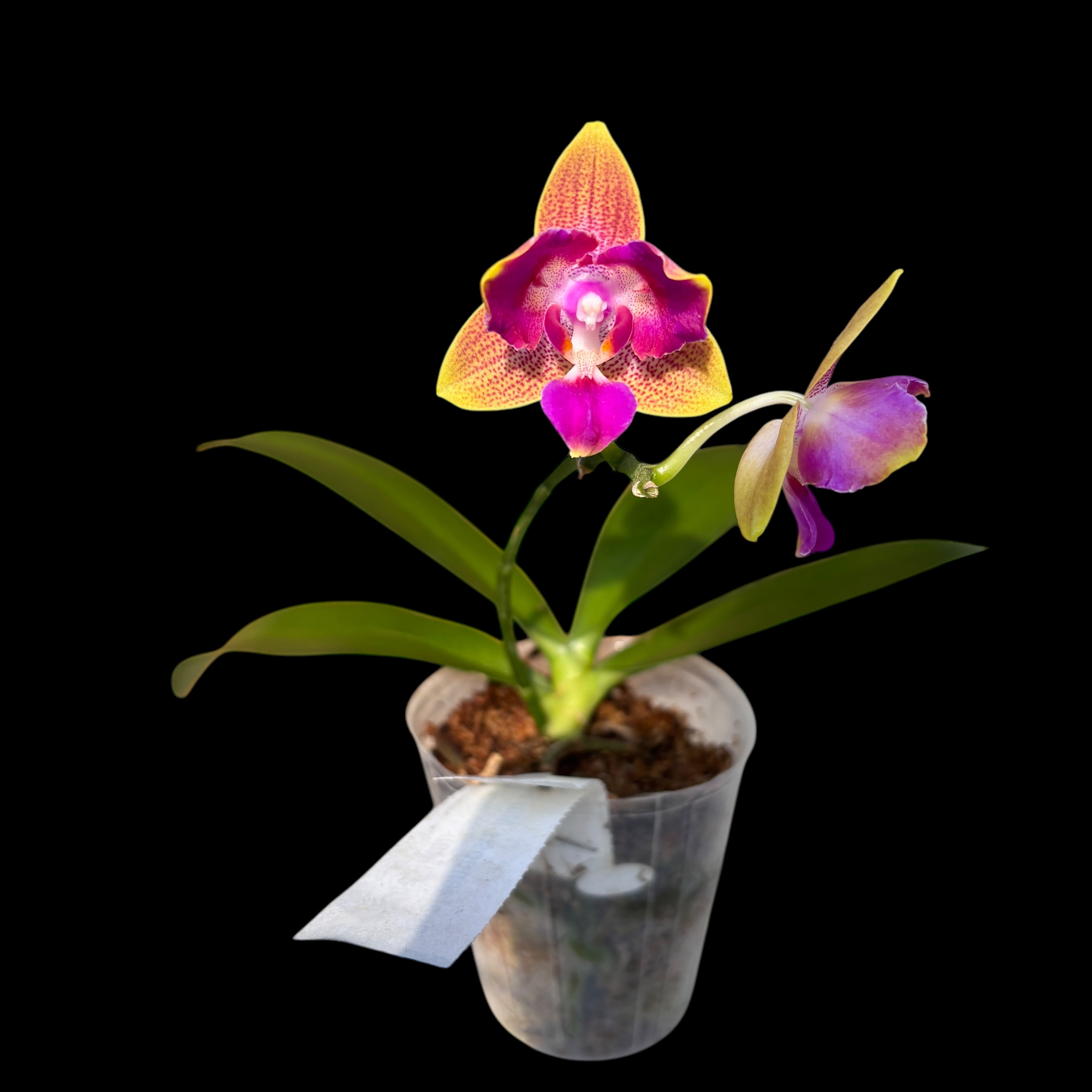 Phalaenopsis Miki Golden Sand 'Mouse' (peloric) *parfumat