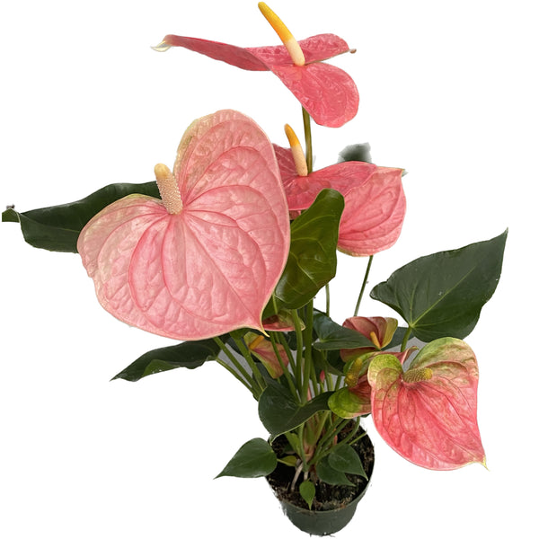 Anthurium Colorado (rosa XL-Blüten)