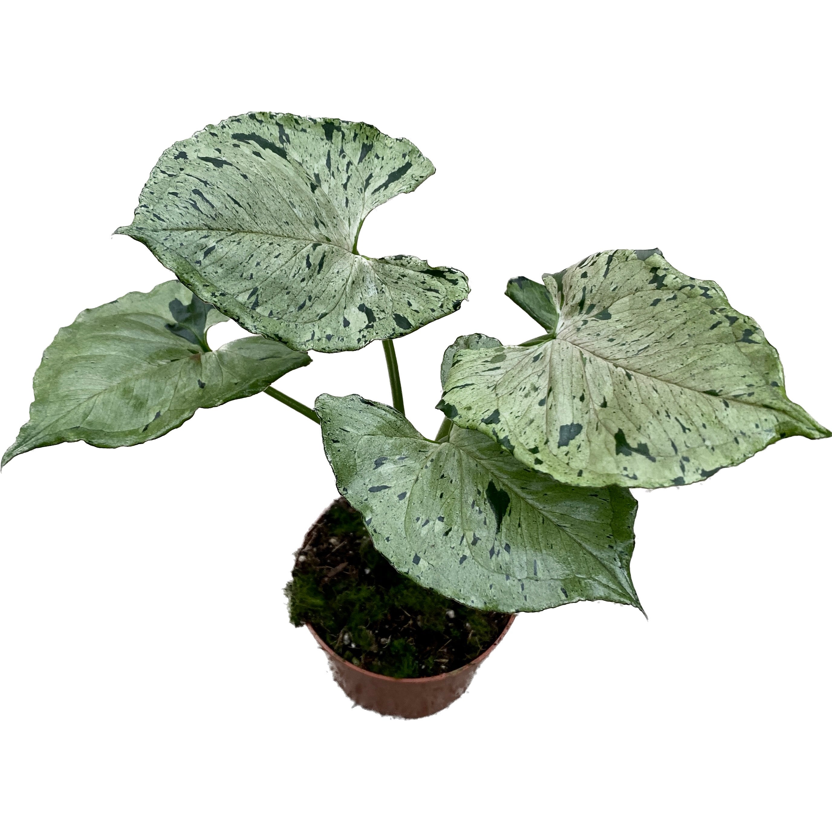 Syngonium ‘Grey Ghost’
