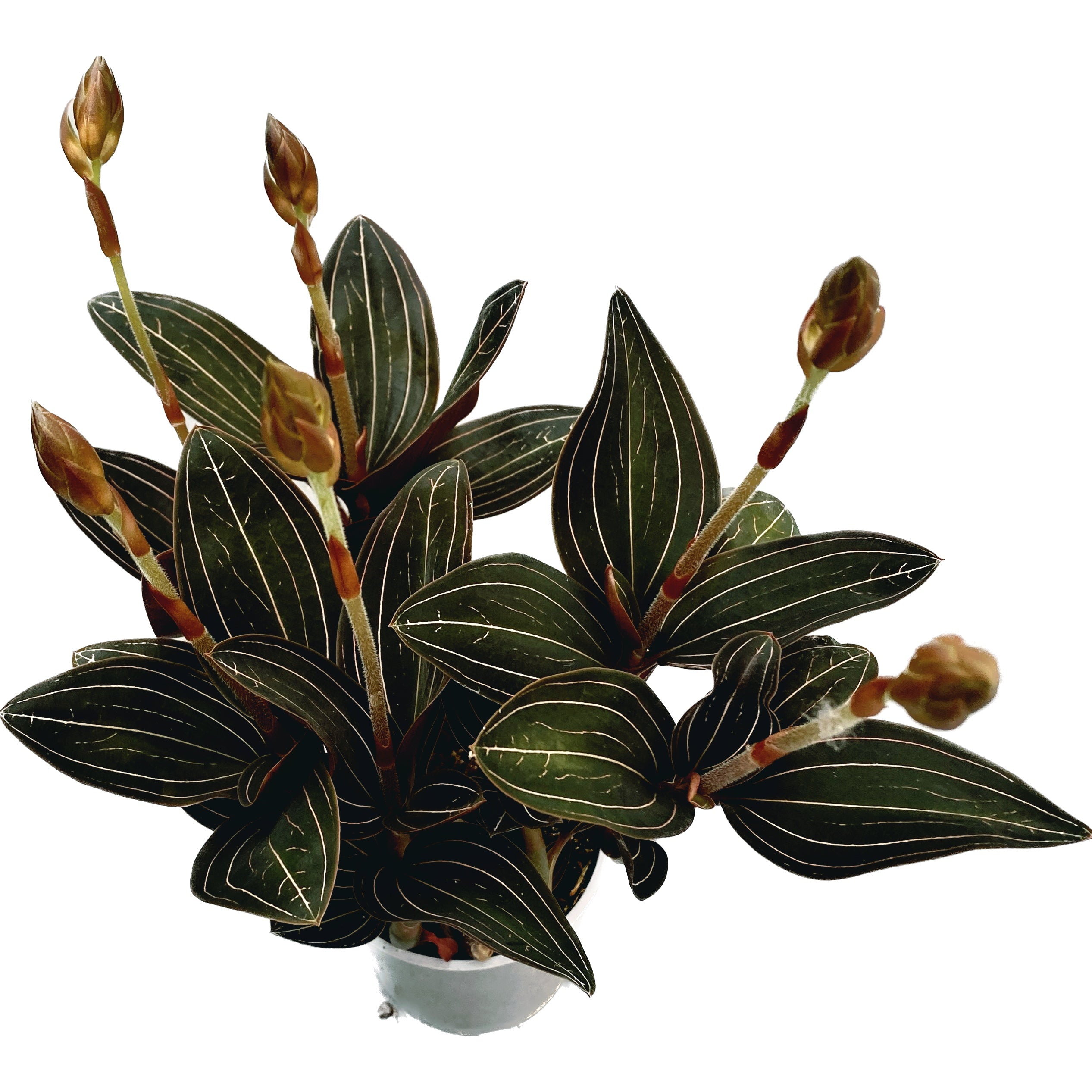 Ludisia discolor (orhideea bijuterie)