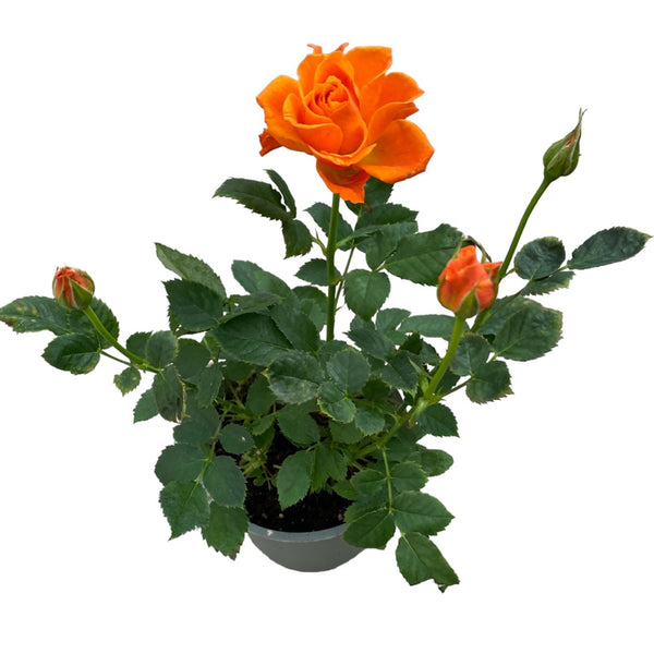 Dwarf orange garden roses - Rosa 'Lotz of Salmon' (3 plants/pot)