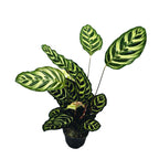 Calathea Makoyana, planta paun D14