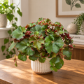 Begonia 'Jungle Wonders Brown' XL