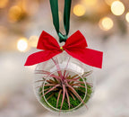 Un altfel de globulet de Craciun - Terariu cu Tillandsia rosie