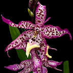 Degamoara Purple Princess - flori XL