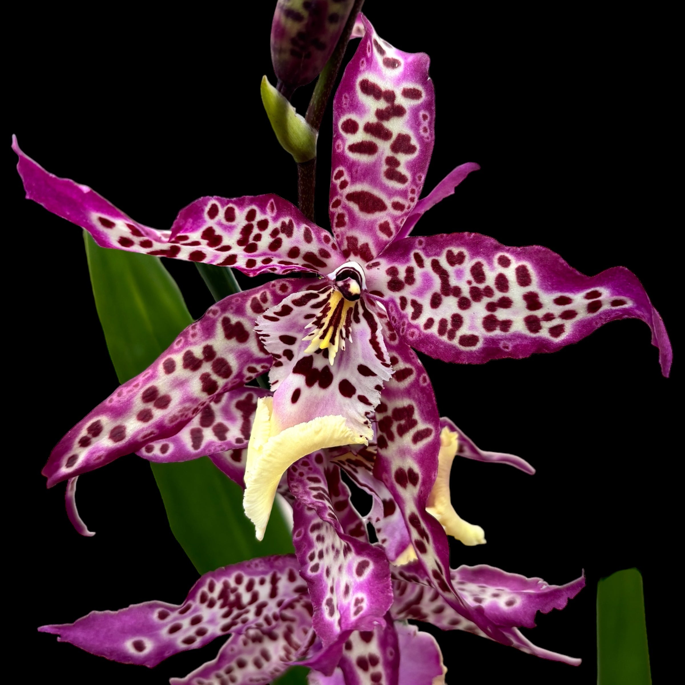 Degamoara Purple Princess - flori XL