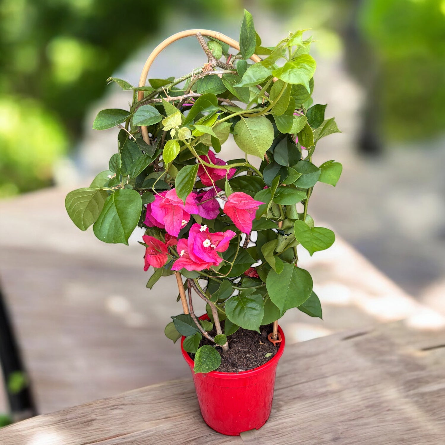 Bougainvillea 'Dania Red' (rosu-ciclam) - Floarea de hartie D17