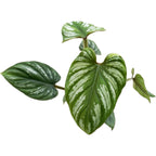 Philodendron mamei D7