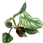 Philodendron mamei D7