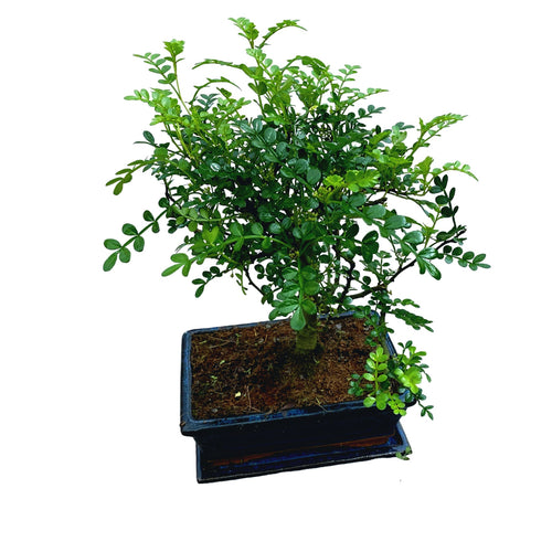 Bonsai Zanthoxylum piperitum (Chinese Pepper)  Secret Garden Plant Shop