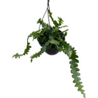 Epiphyllum anguliger D15 - az orchidea kaktusz (Zig Zag kaktusz)